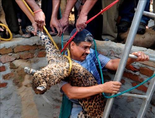 Rescate del leopardo